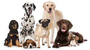 Questa razza è stata selezionata per il lavoro di riporto. Razze Di Cani Compatibili Con Il Labrador I Compagni Perfetti