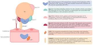 Image result for Hypertriglyceridemia