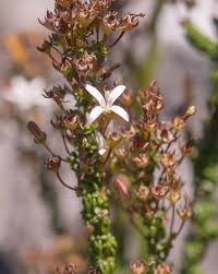 Image result for Felicia filifolia