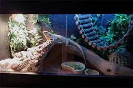 Selecting the correct tank decor for your bearded dragon is perhaps more important than many may at first think. 30 Diy Bearded Dragon Terrarium Ideas That Are Absolutely Stunning Exopetguides
