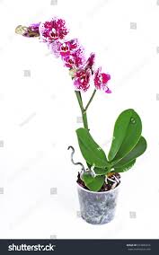 Image result for Orchidaceae