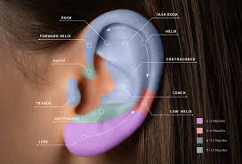 Need to log in to your liberty mutual account? Liberty London Piercing Body Ear Piercing Maria Tash
