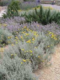Heiligenkraut Heiligenkraut Mediterrane Gartengestaltung Pflanzen