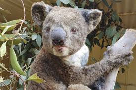 Australian Fires Threaten Unique Wildlife On Kangaroo Island In 2020 Australia Animals Koala Animals