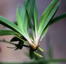Manual De Cultivo De Las Cintas O Lazos De Amor Chlorophytum Comosum Lazo De Amor Planta Plantas De Interior Cinta Planta