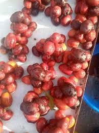 Image result for Anisophyllea quangensis