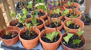 How To Grow Gorgeous Camellias From Cuttings Camellia Plant Plant Cuttings Grow Gorgeous