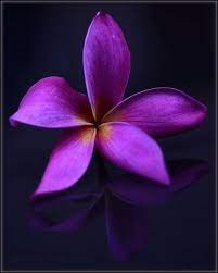 Pin On Flowers 2