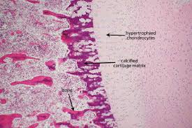 Nov 06, 2014 · the visualization of molecularly labeled structures within large intact tissues in three dimensions is an area of intense focus. Description