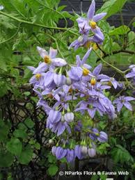 Image result for Solanum seaforthianum