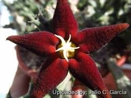 Image result for Piaranthus atrosanguineus