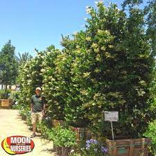 Wax Leaf Privet Plant Nursery Valley Nursery Hedge Trees