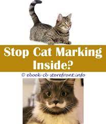 13 First Rate Cat Spray Carpets Admirable Toxoplasmosis