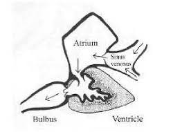 Blood enters the atrium after circulating through the fish, leaving it poorly oxygenated. 14 The Four Chambers Of The Heart Of A Salmon Contained Within The Download Scientific Diagram