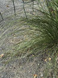 Image result for Nolletia arenosa