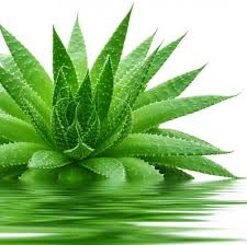 Image result for beauty benefits of aloe vera