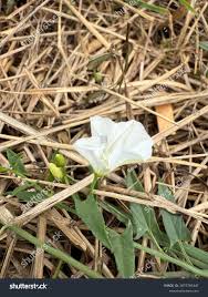 Image result for Barleria macrostegia