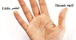 أصبع السبابة هو الأكثر حساسية بين أصابع يد الإنسان baby learning learning languages learning