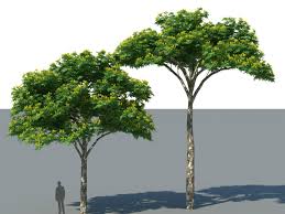 Image result for Caesalpinia ferrea