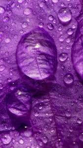 Find the best lavender wallpaper on getwallpapers. Iphone Purple Color Wallpaper Hd Novocom Top