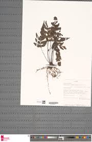 Image result for Asplenium inaequilaterale