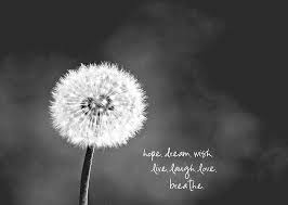 The flowers are very conspicuous and can be noticed from far. Pin By Anna Peterson On Loki Toivo Dandelion Quotes Flower Quotes Dandelion