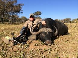 Image result for cape buffalo