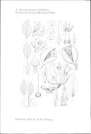 Image result for Rinorea convallarioides