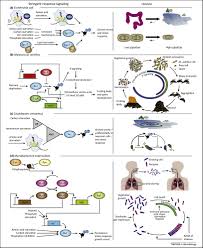 Astringent, especially with reference to taste, from latin stringentem (nominative stringens), present… see definitions of stringent. Bacterial Lifestyle Shapes Stringent Response Activation Sciencedirect