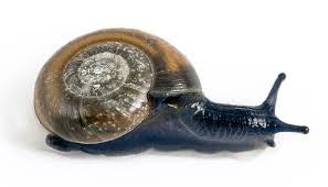 Image result for Dichilus