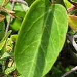 Image result for Ceropegia racemosa