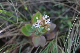 Image result for Oldenlandia angolensis