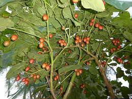 We did not find results for: My Edible Fruit Trees Tamarillo Wa