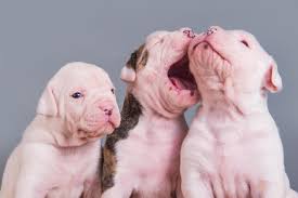 Playing with puppies/pets is a great hobby to relex, when you free from other works. Portrait Of Three American Bulldog Puppies 1959249 Stock Photo At Vecteezy