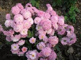 Chondro Mollika Chrysanthemum Chrysanthemum Chandra Plants