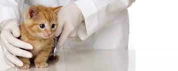 masumiyetiyle tum duygularinizi yerle bir eden kedi yavrulari icin 9 bakim onerisi listelist com