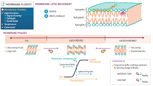 Does Cholesterol Stabilize Cell Membranes At Extremes Of Temperature? -  Quora
