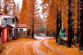 冬雨后的崂山北九水又见流水淙淙红叶更美丽 country roads tree trunk tree