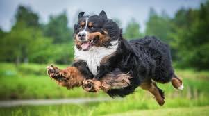 The bernese mountain dog is very social and enjoys both human company and the companionship of other dogs and pets. Bernese Mountain Dog Breed Information Facts Traits Pictures More