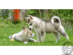 Browse siberian husky breeders in pa, indiana, new york and ohio. Siberian Husky Puppies For Sale At Best Price In Mumbai Maharashtra India In Pet Animals And Accessories Category Siberian Husky Puppies Siberian Husky Husky