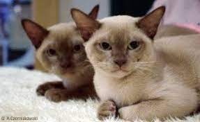 burmanskaya koshka opisanie porody harakter foto uhod cena sajt murlo