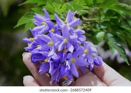 Image result for Solanum seaforthianum