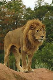 • the hind paw of the puma is larger than that of panther. The Difference Between Leopards Panthers Pumas Jaguars And Cheetahs Big Cats Pet Tiger Animals