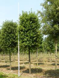 Pin Von Gabi Kappeler Auf Garten In 2020 Bepflanzung Immergrune Pflanzen Ceanothus Blue Mound