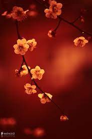 Cherry Blossoms Nature Beautiful Flowers Flowers