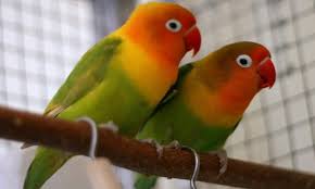 طائر الفيشر لوحة فنية مذهلة لكائن الحب love birds pets bird