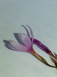 Image result for Hesperantha petitiana