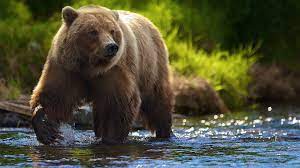From stunning nature photography to cute bear pattern wallpaper, our bear wall murals and bear wallpaper collection have all kinds of styles to choose from to fit with any interior decor scheme. Bear Wallpaper Bear Wallpaper Brown Bear Grizzly Bear Wallpaper