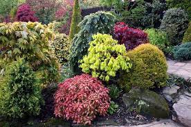 bold early spring foliage colour has arrived beaux jardins pieris japonica plante jardin