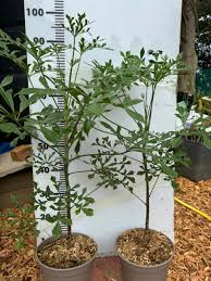 Image result for Cussonia